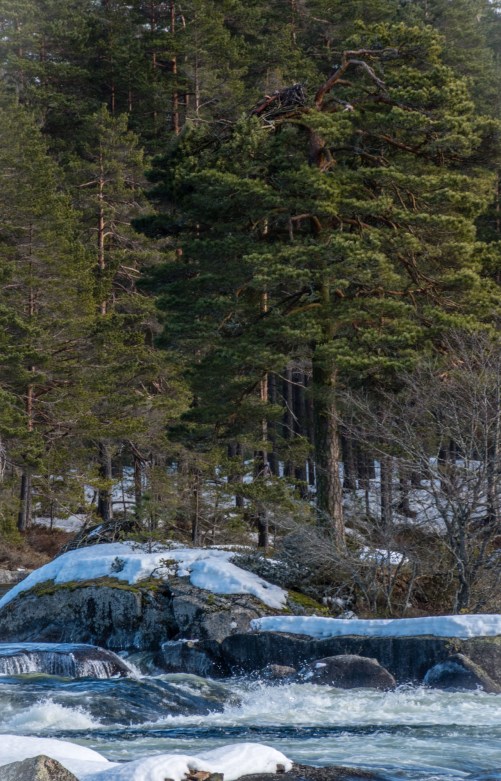 This old tree by the edge of the river is home to the eagles nest.